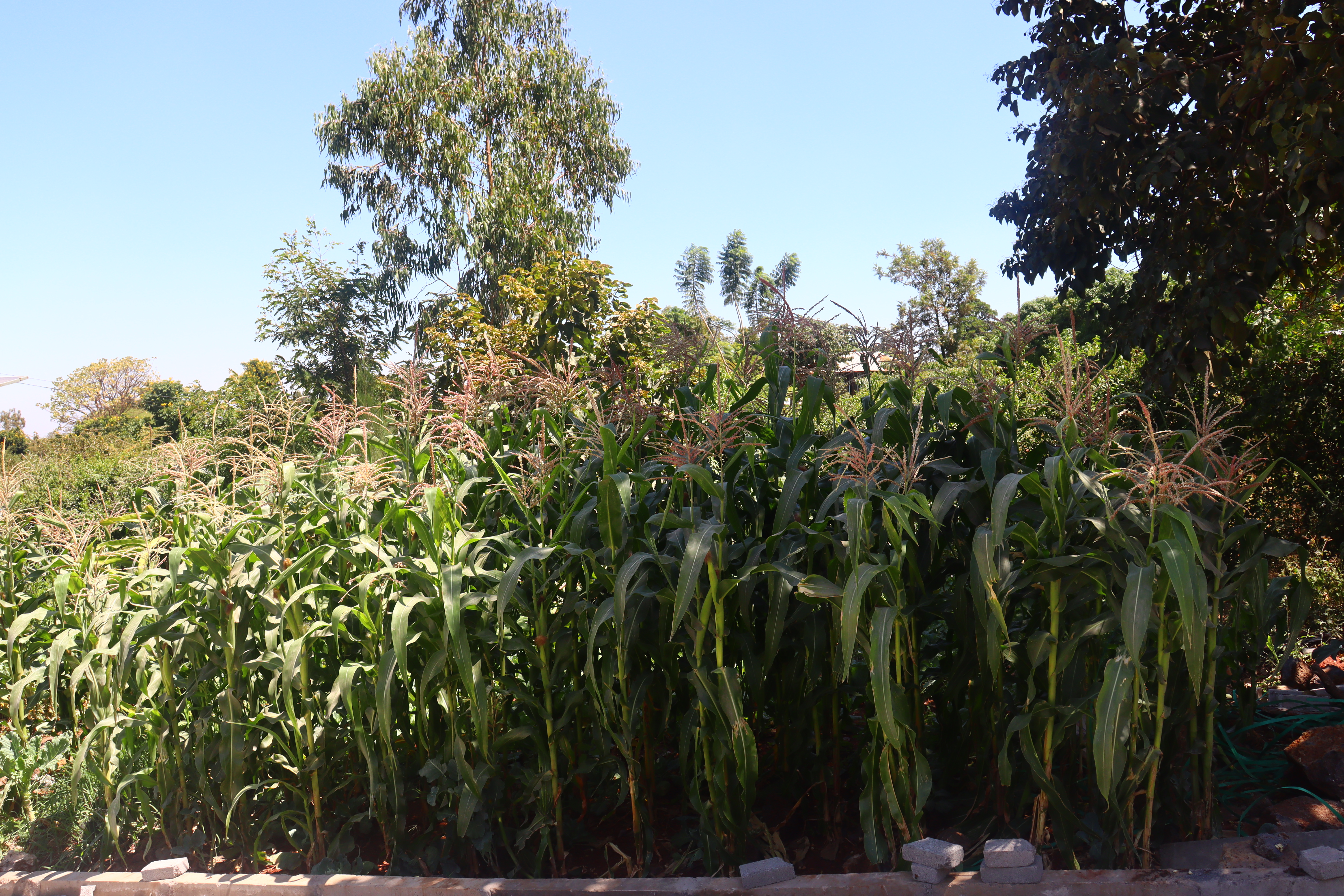 agriculture