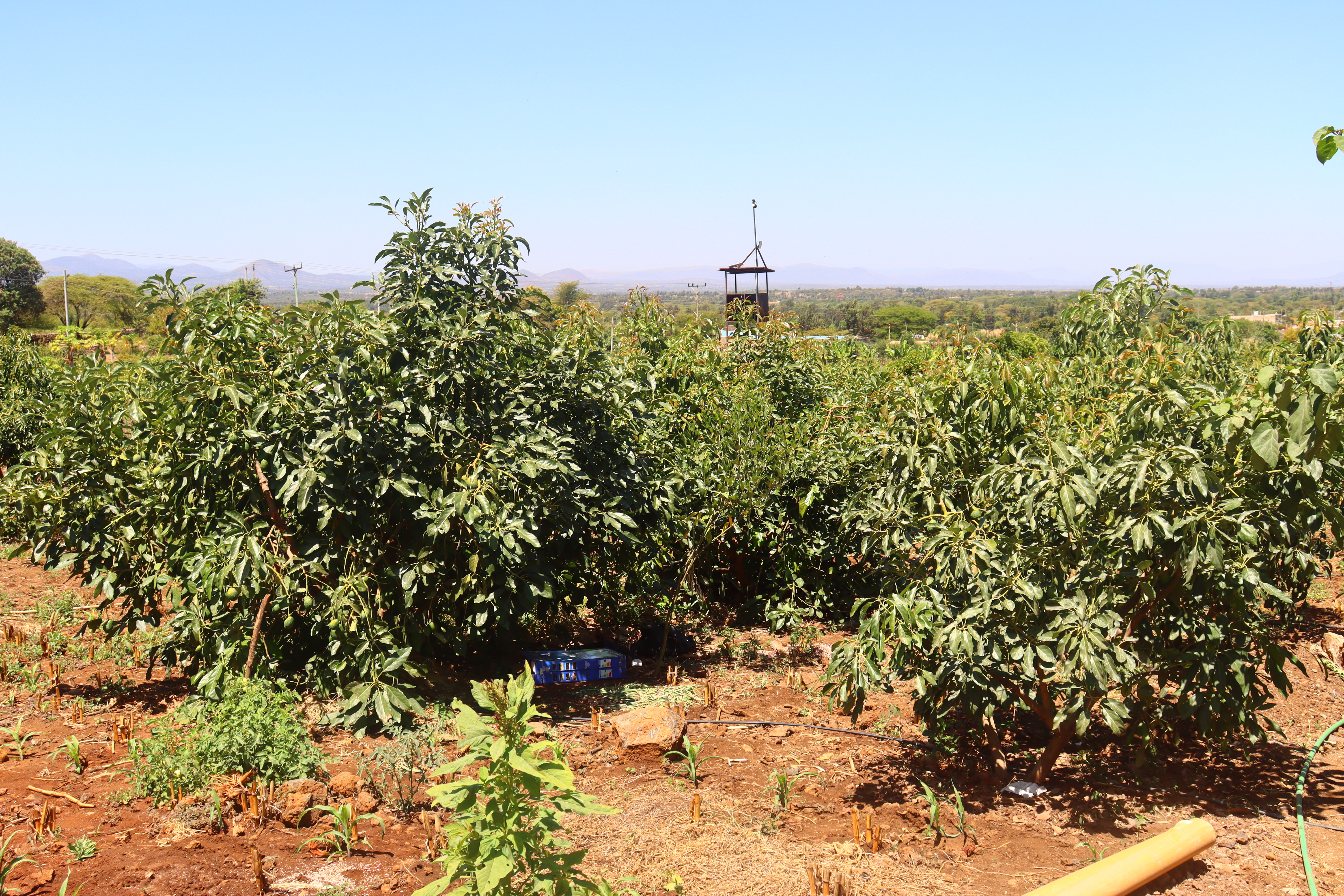 Avocado Farm